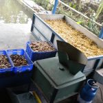 Produk Minuman yang Mengandung Jahe