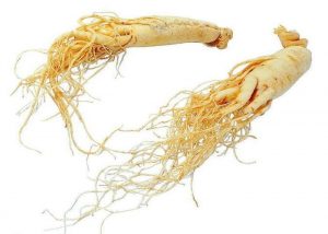 khasiat Panax Ginseng