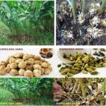 Apa itu kapulaga?, dan untuk apa manfaatnya?